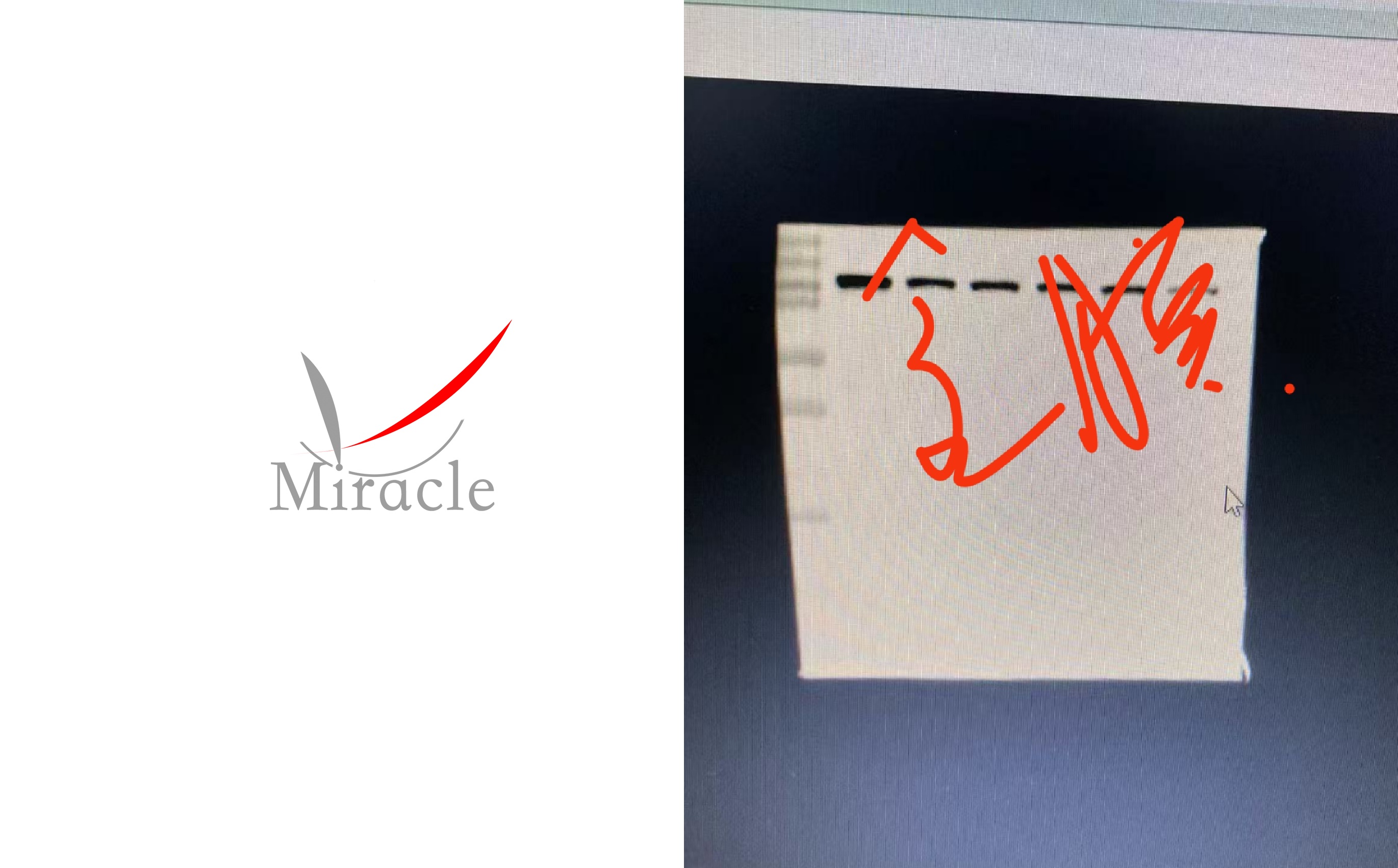 成都迈睿可生物科技有限公司：提供专业WB实验外包服务，专注科研领域Western Blot检测