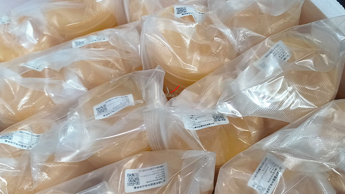 成都迈睿可生物科技有限公司：专业幽门螺杆菌固体培养基，助力胃微生物研究