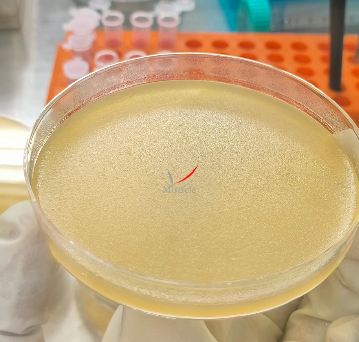 夯实科研基础：迈睿可生物提供优质幽门螺杆菌菌种及配套解决方案
