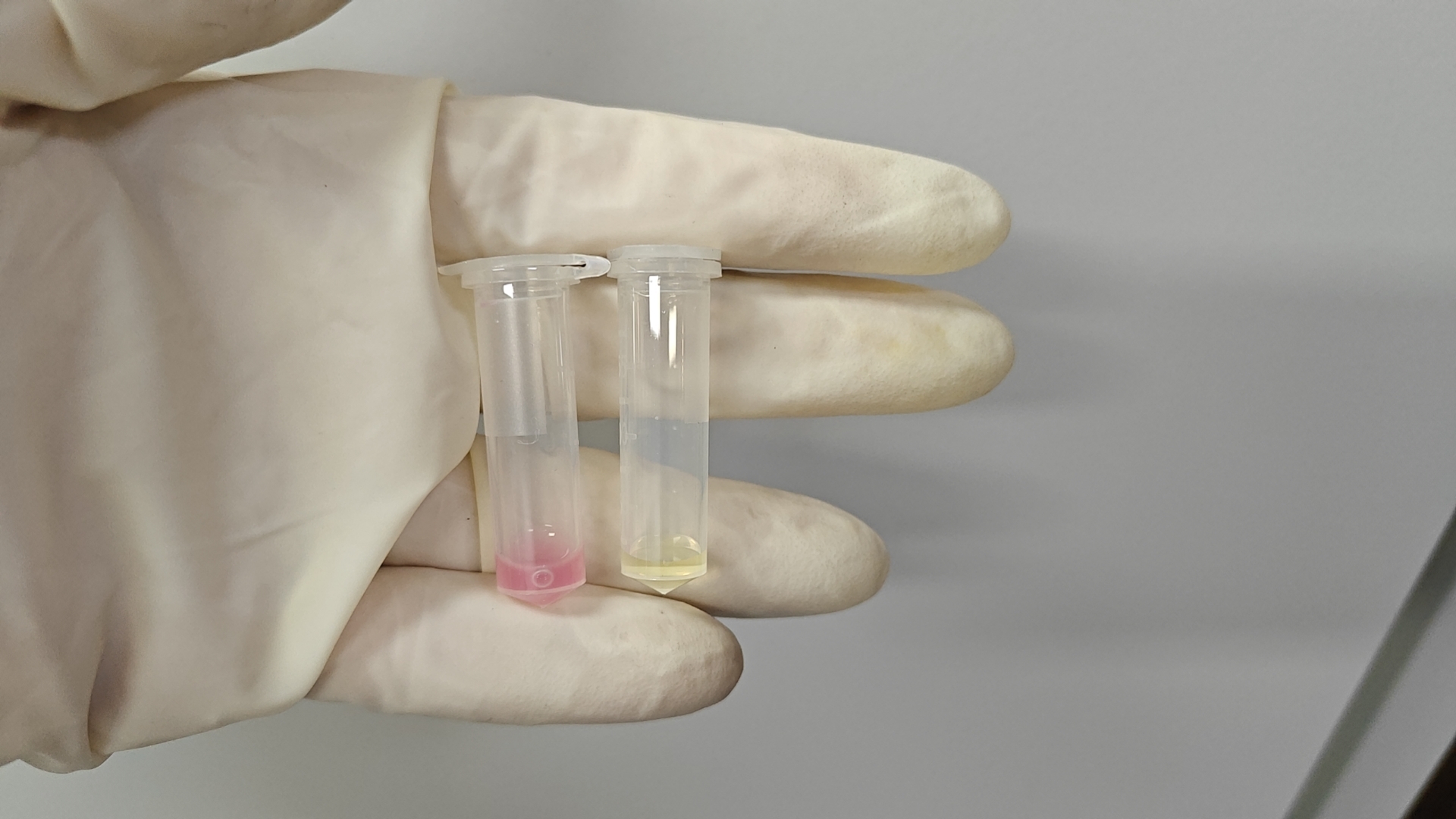 聚焦幽门螺杆菌研究：迈睿可生物引领高质量科研试剂新纪元