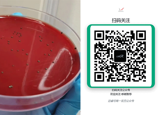 精准评价抗菌效果：迈睿可生物提供P.g牙龈卟啉菌专业抑菌实验服务