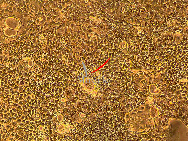 Caco-2细胞模型的技术服务