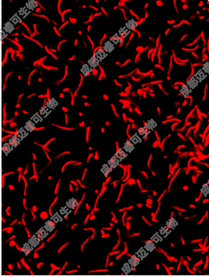 成都迈睿可生物科技有限公司：提供优质幽门螺旋杆菌菌种资源，专注科研领域应用