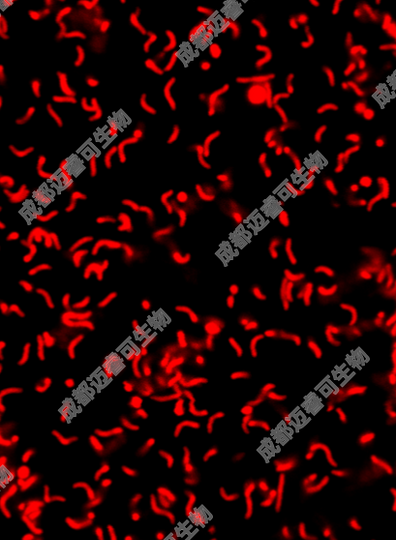 成都迈睿可生物科技有限公司：提供标准幽门螺杆菌SS1菌株，专注科研应用