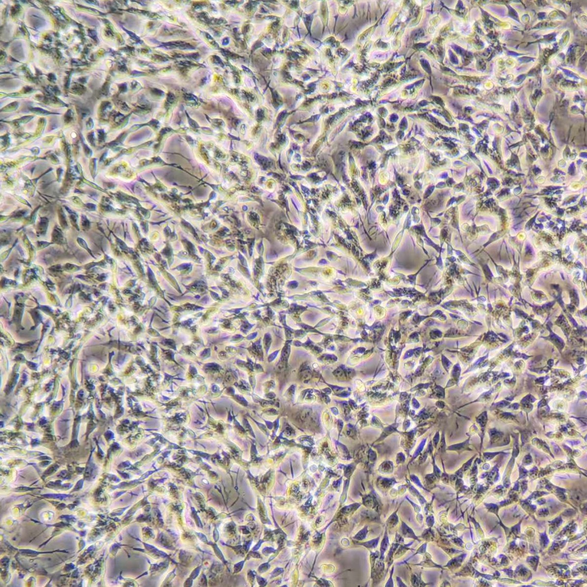 医学生科研加速器：详解成都实验代做——迈睿可生物提供专业科研实验服务