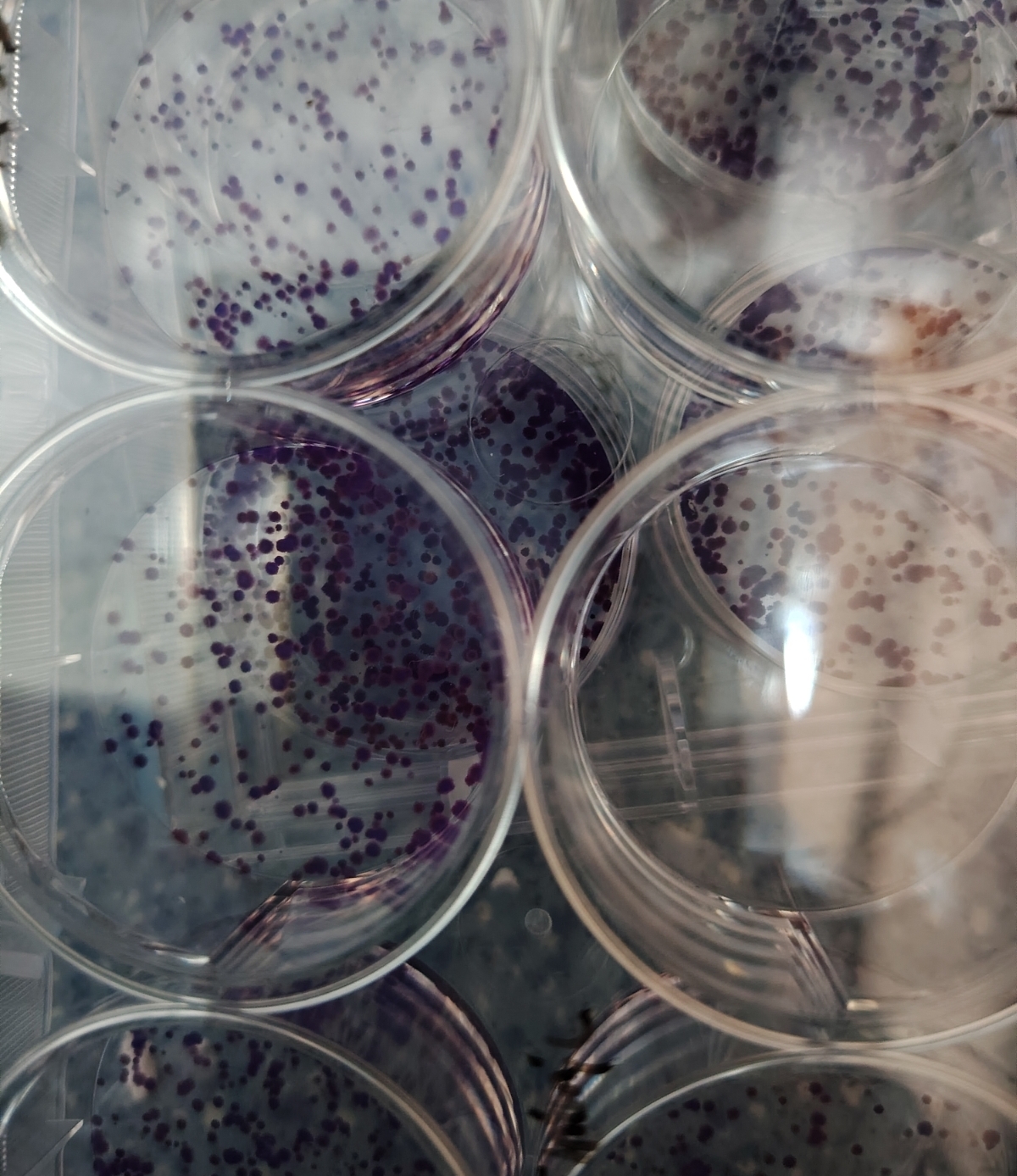 评估细胞自主增殖能力：迈睿可生物提供专业平板克隆实验方案