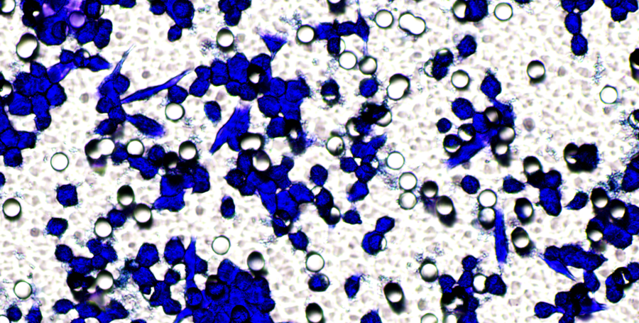 成都迈睿可生物科技有限公司：专业细胞实验技术服务外包，助力生命科学研究