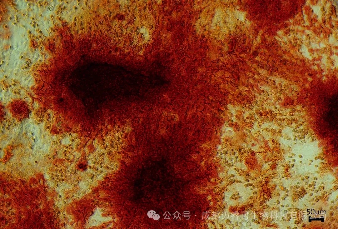 揭示细胞形态基石：迈睿可生物提供专业骨架染色解决方案