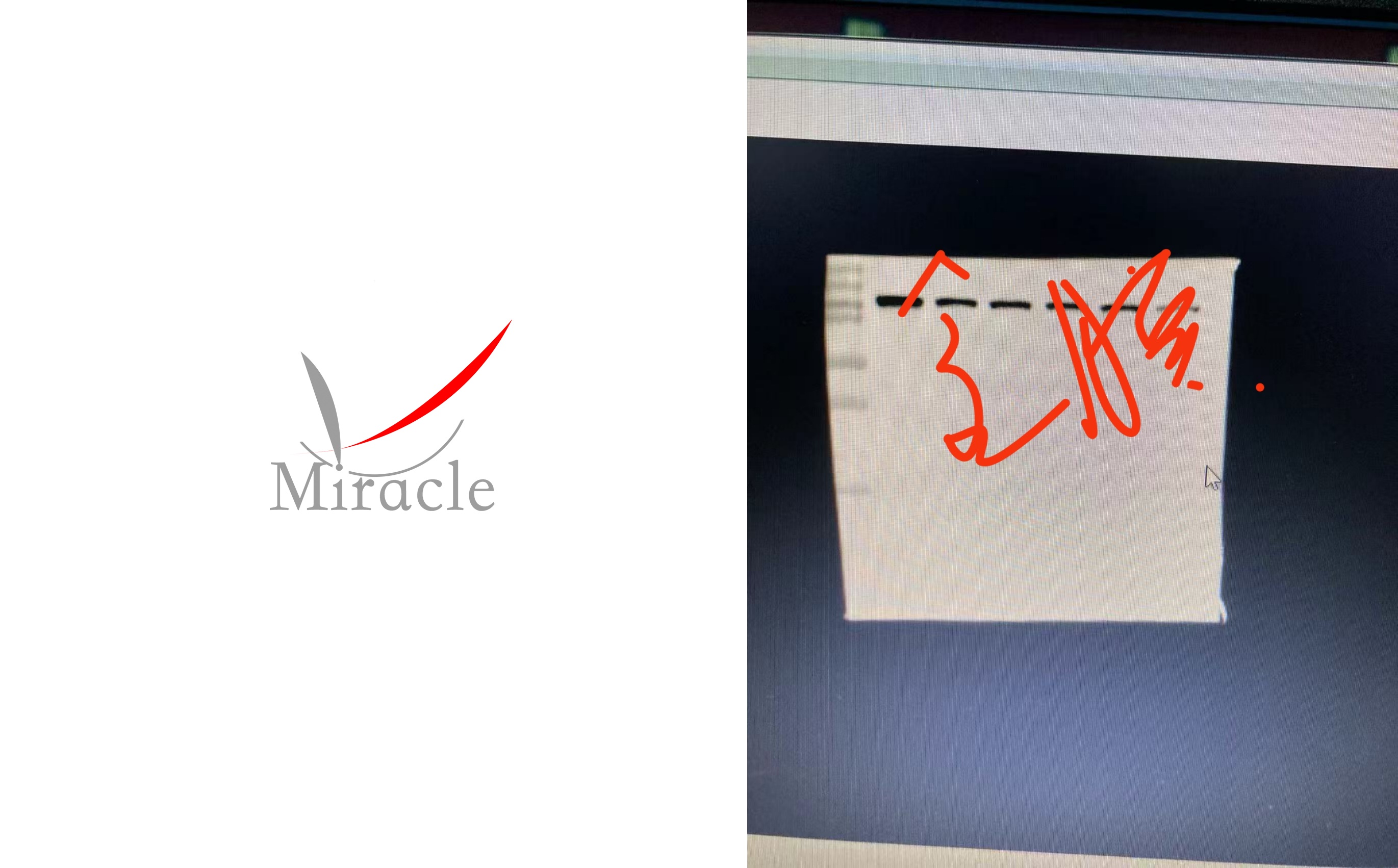 Western Blot实验难题攻克？迈睿可生物提供专业WB解决方案