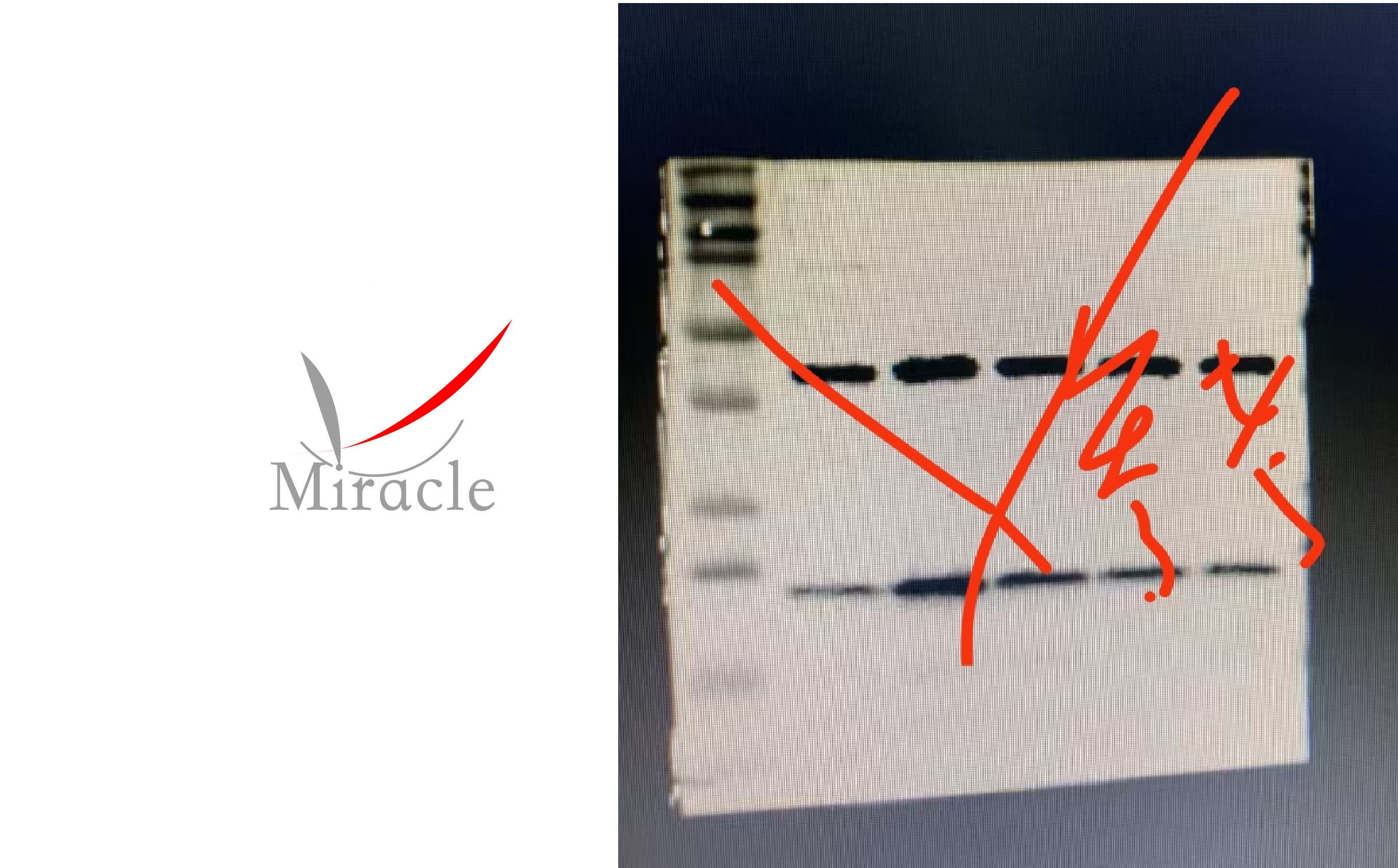 医学生机制研究指南：专业解析细胞通路验证服务——迈睿可生物的信号通路检测平台