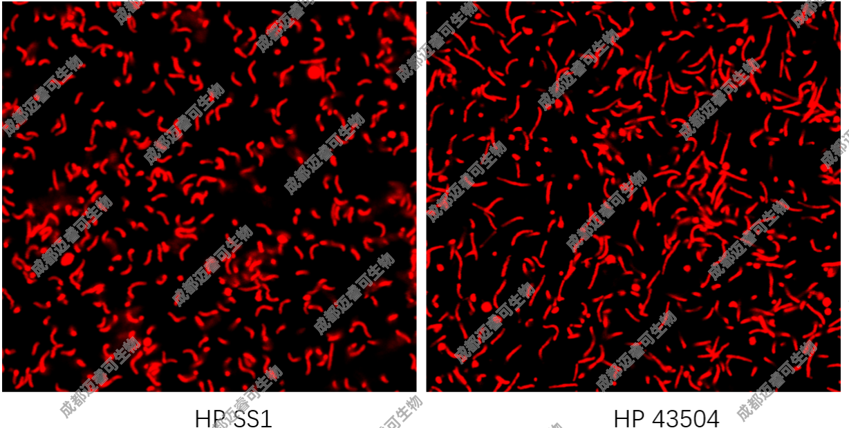 幽门螺杆菌菌种标准株购买ss1