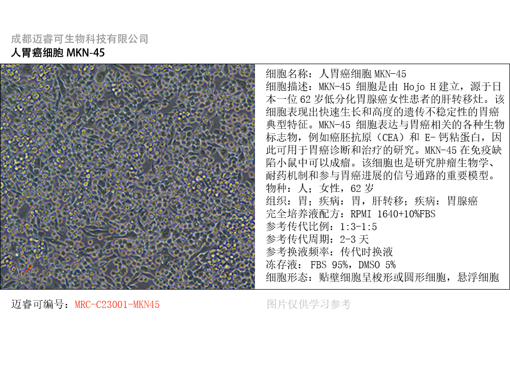 MKN-45细胞
