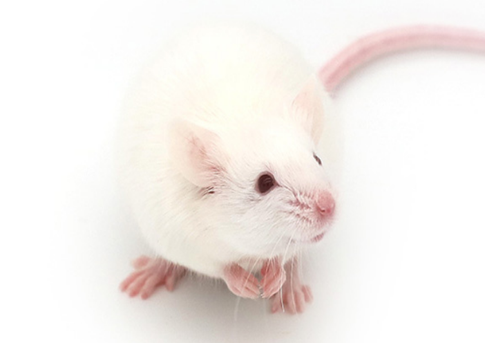 成都迈睿可生物科技有限公司：专业构建幽门螺杆菌感染小鼠模型，助力胃病机制研究